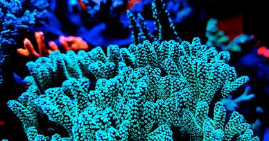 Acquario marino coralli