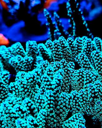 Acquario marino coralli