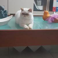 tavolino da salotto apribile Esprit di Cattelan