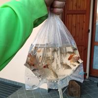 Varietà di pesci rossi