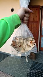 Varietà di pesci rossi