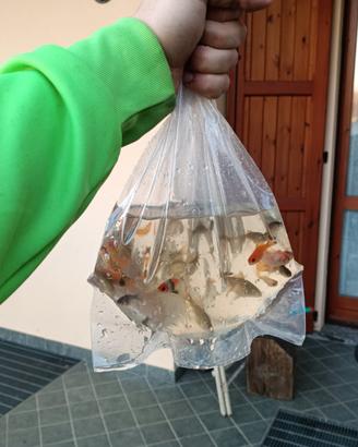 Varietà di pesci rossi