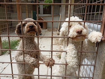 Lagotto