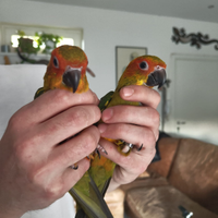 Conuri del sole allevati a mano