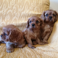 Cuccioli Cavalier king