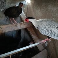 Fagiano Argentato Argento