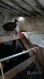 Fagiano Argentato Argento