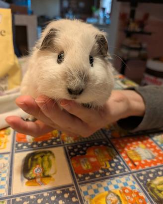 Cavia California pelo lungo