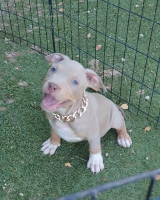 Pitbull tricolor