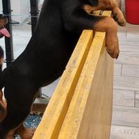 Cuccioli Rottweiler alta genealogia