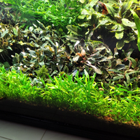 Piante acquario Bucephalandra varie + Bolbitis