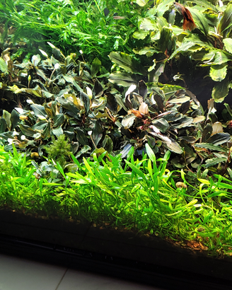 Piante acquario Bucephalandra varie + Bolbitis