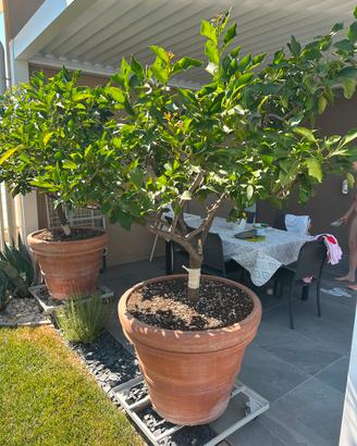Piante di limone