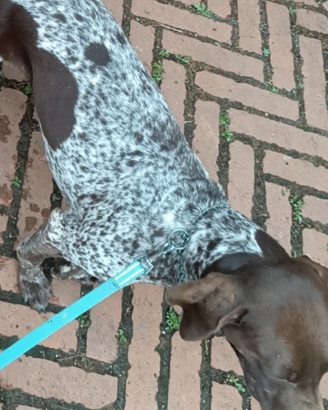 Bracco tedesco femmina