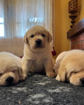 Cuccioli Labrador Gialli/Neri
