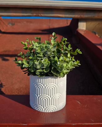 Vaso per piante da interno 