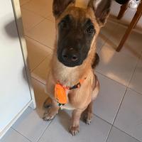 Pastore del belga Malinois