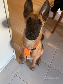 Pastore del belga Malinois
