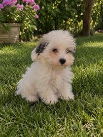 Cucciolo Bichon Havanese