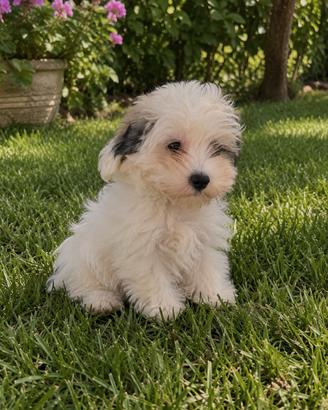Cucciolo Bichon Havanese