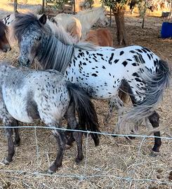 Mini Horse Falabella