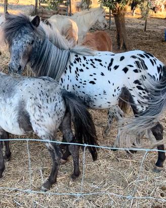 Mini Horse Falabella