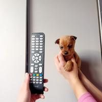 Cucciolo di pincher chihuahua