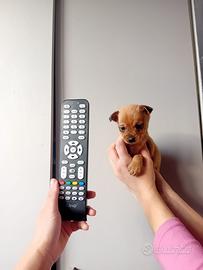 Cucciolo di pincher chihuahua