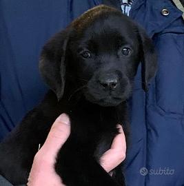 Cuccioli Labrador Retriever