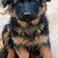 Pastore tedesco cuccioli