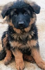 Pastore tedesco cuccioli