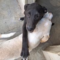 Cucciole simil labrador 4 mesi