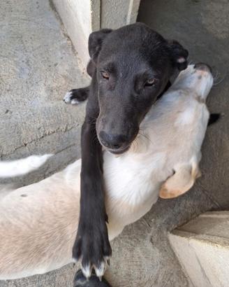 Cucciole simil labrador 4 mesi