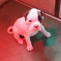 Boxer 25 giorni 2 femmine bianche