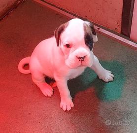 Boxer 25 giorni 2 femmine bianche