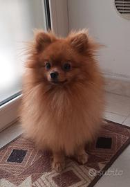 Maschietto 4 anni disponibile per monta