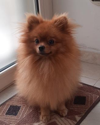 Maschietto 4 anni disponibile per monta