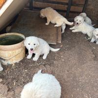 Cuccioli pastore maremmano