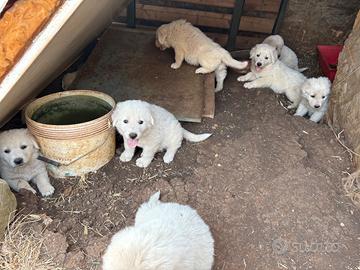 Cuccioli pastore maremmano
