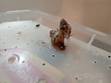 Achatina fulica