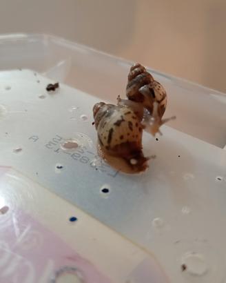 Achatina fulica