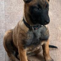 Cucciola pastore belga
