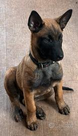 Cucciola pastore belga