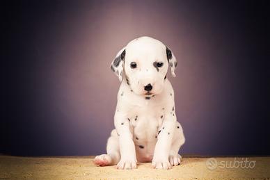 Dalmata con Pedigree