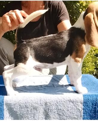 Beagle cuccioli