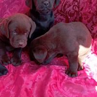 Labrador neri e cioccolato