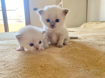 Cucciola Ragdoll
