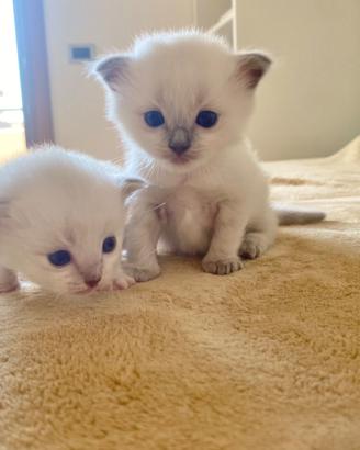 Cucciola Ragdoll