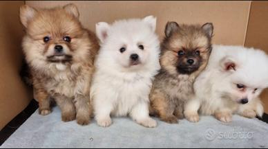 Spitz di pomerania