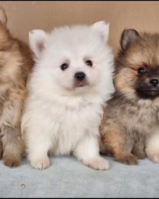 Spitz di pomerania